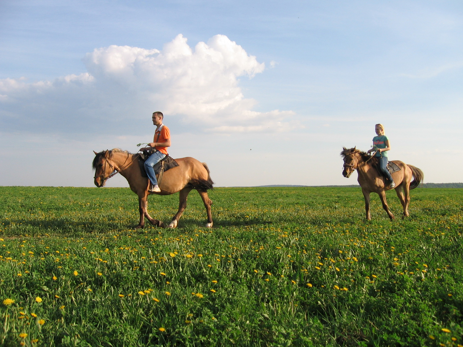 Лошади и пони