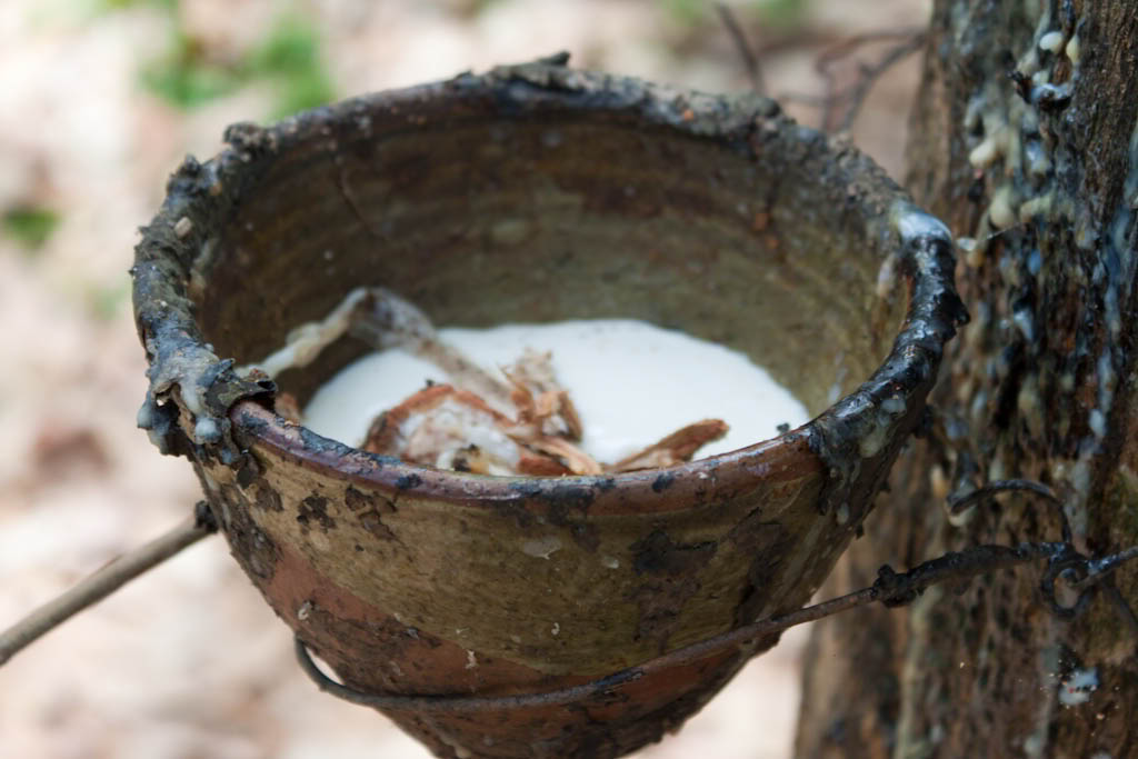 Латекс на Самуи