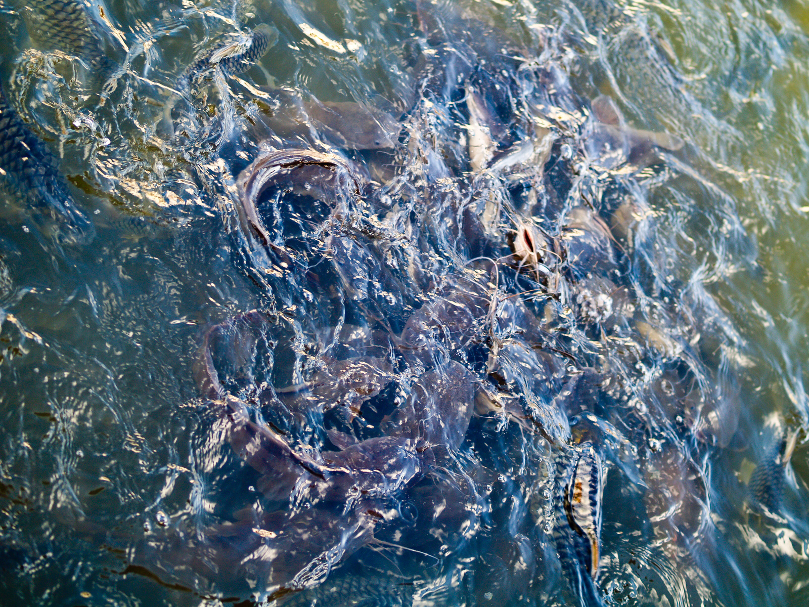 Сомы в озере рядом с храмом Плай Лаем